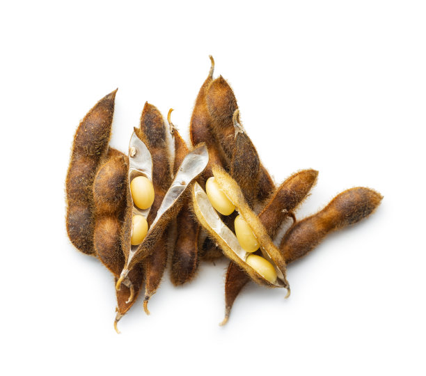 大豆。分离在白色背景上的干燥大豆荚果。图片下载