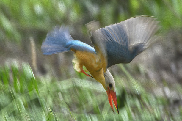 美丽飞翠油画(鹳嘴翠鸟)图片下载
