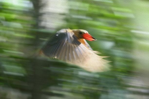 美丽飞翠油画(鹳嘴翠鸟)图片下载
