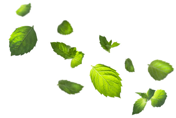 悬浮的薄荷叶孤立在白色背景。图片下载