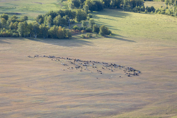 一群羊正在牧场上吃草图片下载