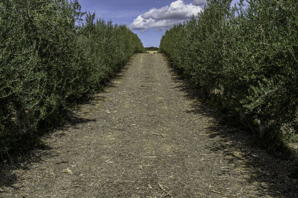 小路，空间，橄榄树之间的一排，以便田地的机器通过，在两边的小橄榄树种植一排作为道路的esclota。背景是蓝天白云图片下载
