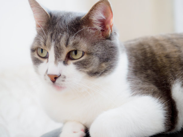 家庭环境光背景上美丽高贵的大眼睛猫的肖像。图片下载