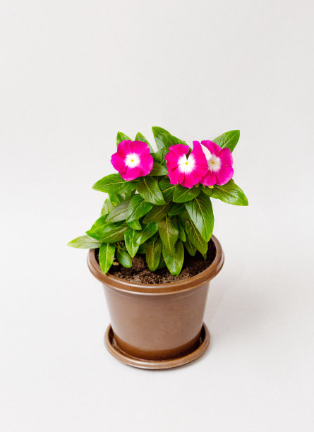 白色背景的花盆里有红色的花。特写镜头图片下载