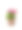 白色背景的花盆里有红色的花。特写镜头图片下载