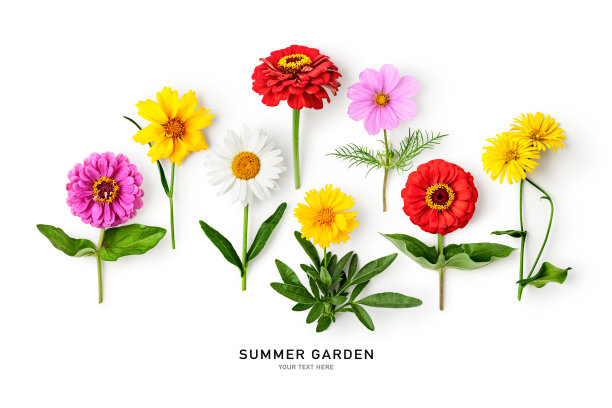 雏菊夏天花在白色的背景图片下载