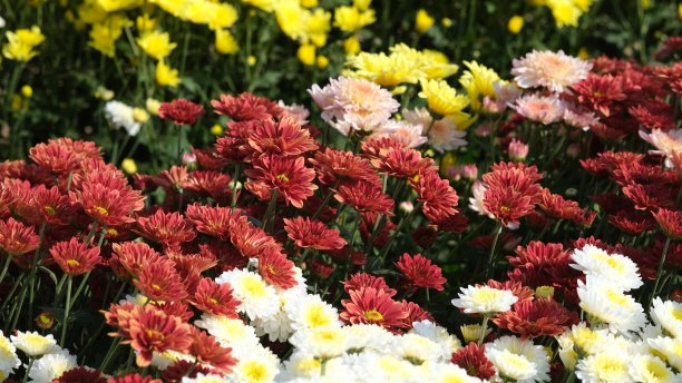 美丽的花朵图片下载