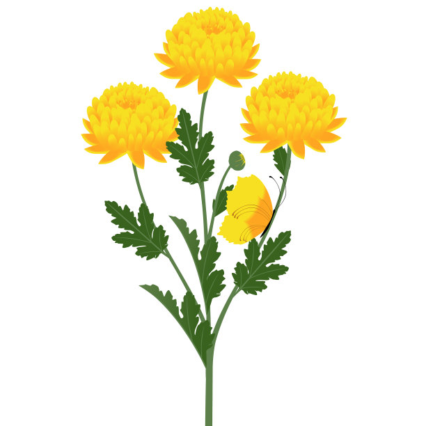 一束菊花和一只蝴蝶图片下载