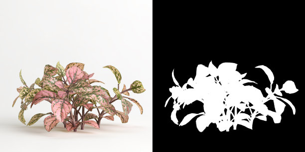 白色和它的面具上分离的白斑Fittonia albivenis树的3d插图图片下载