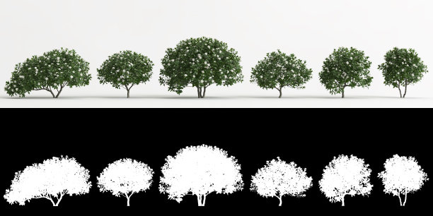 三维插图集栀子花茉莉ellis花隔离在白色和它的面具图片下载