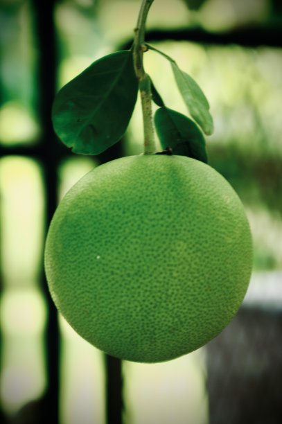 野生的柑橘类水果图片下载