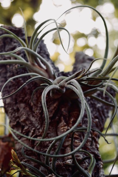 大仙人掌的特写图片下载