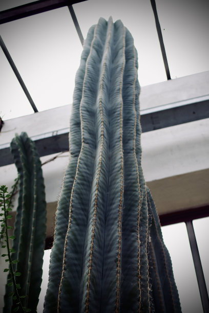 大仙人掌的特写图片下载