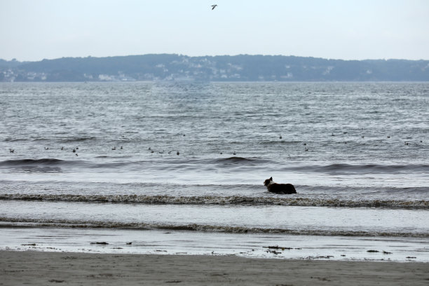 狗在海滩上，在水里玩耍图片下载