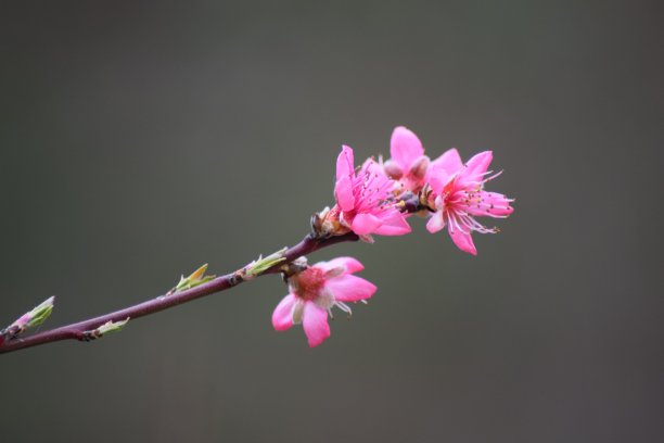 桃树在春天盛开图片下载
