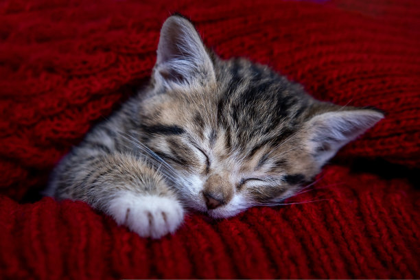 小条纹猫睡在红色针织毛衣上。概念可爱可爱的宠物猫图片下载