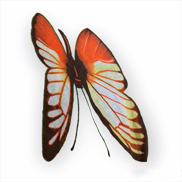 美丽的白色蝴蝶插画背景图片下载