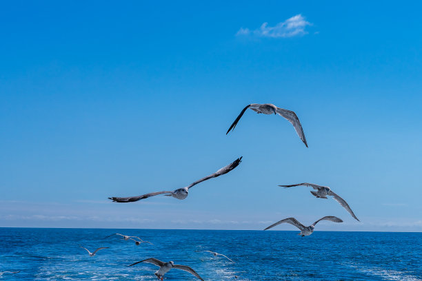 一只展开翅膀的海鸥在蓝天上追逐着一艘船图片下载