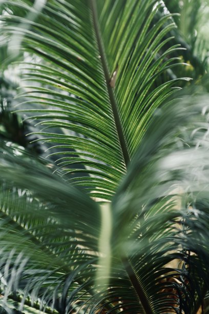 棕榈叶特写图片下载