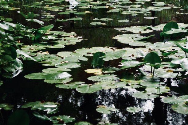 池塘里睡莲的特写图片下载