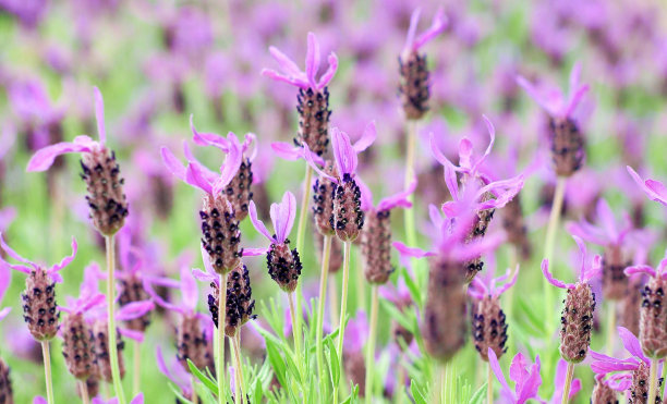 薰衣草花的花园图片下载