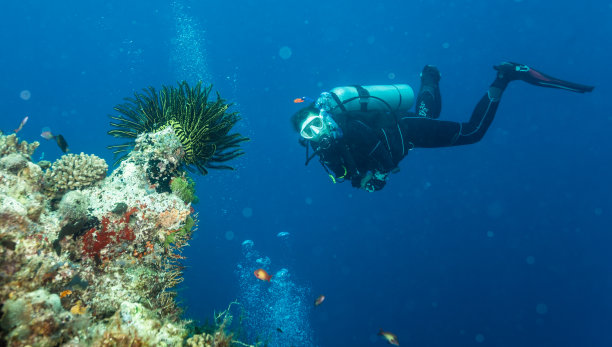 Featherstar和潜水员图片下载