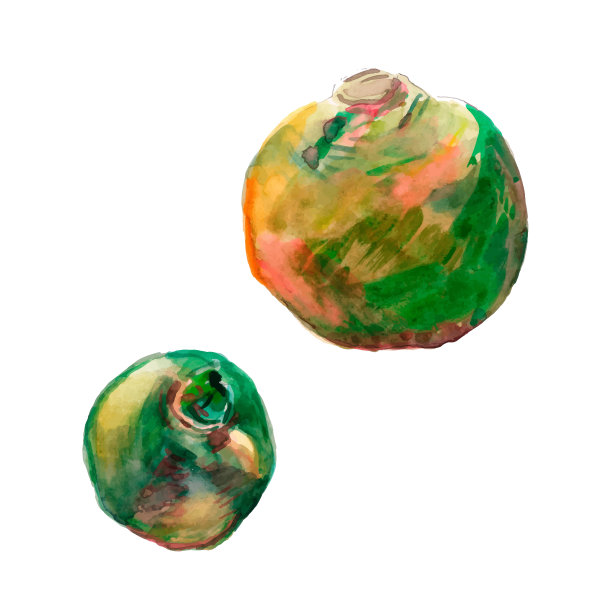 两个绿色萝卜水彩画插图图片下载