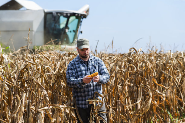 年轻的农民在玉米地里检查玉米种子图片下载