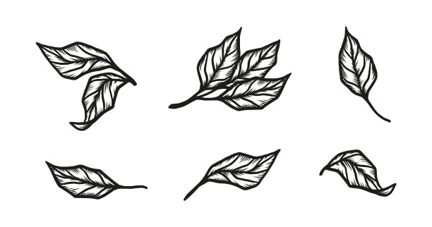 叶的图标集。手绘雕刻风格茶叶系列。矢量图图片下载