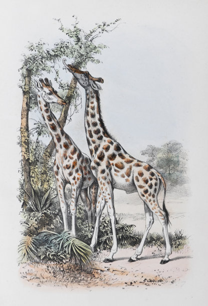 长颈鹿-复古彩色插图图片下载