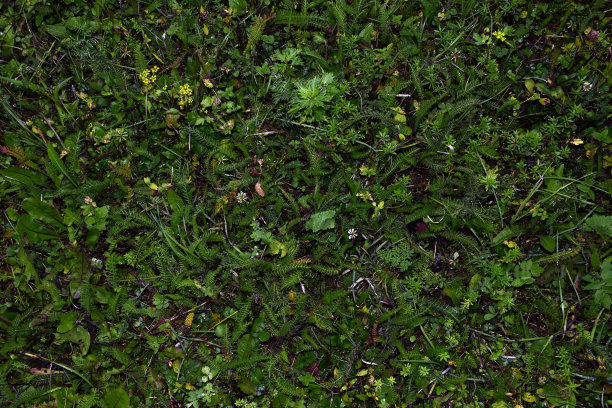 森林苔藓，谷物穗，以及茎和叶图片下载