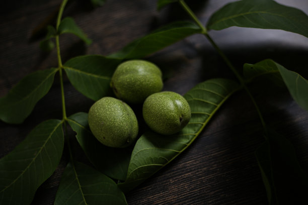 未成熟的核桃果实图片下载