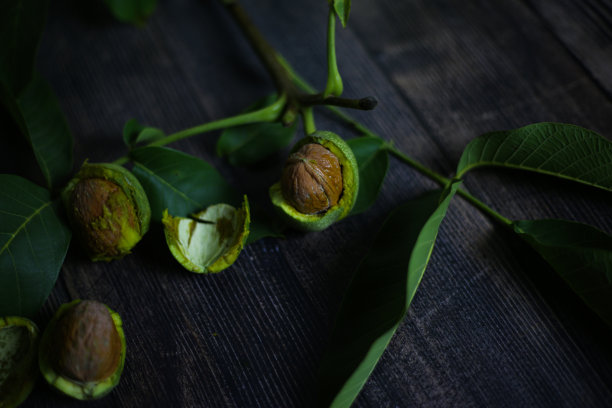 未成熟的核桃果实图片下载