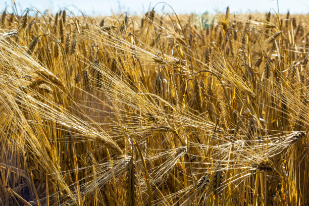 背景的成熟耳朵的黄色麦田上的日落多云橙色的天空背景。复制空间的夕阳在地平线上的农村草地近距离的自然照片的丰收的想法图片下载