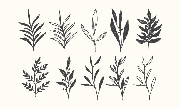 花枝手画婚礼药草植物图片下载