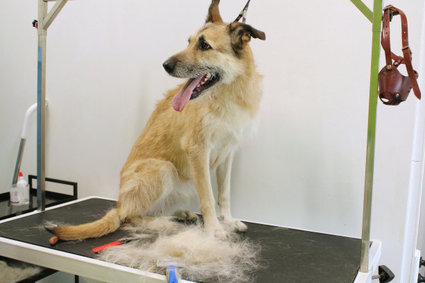 有趣的牧羊犬杂种狗系安全带站在美容院的狗修饰桌上。图片下载