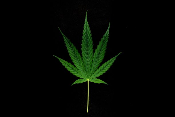 大麻的叶子图片下载