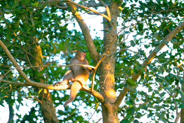 一只台湾猕猴坐在树干上。阳光照在它的身上。图片下载