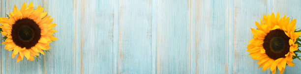 向日葵。美丽的向日葵在古老的蓝色木板上。平铺顶视图复制空间。夏天的旗帜。模拟设计。向日葵的自然背景。前视图。图片下载