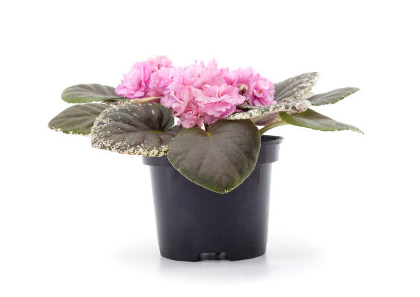 一朵紫色的紫罗兰，花盆里有叶子。图片下载