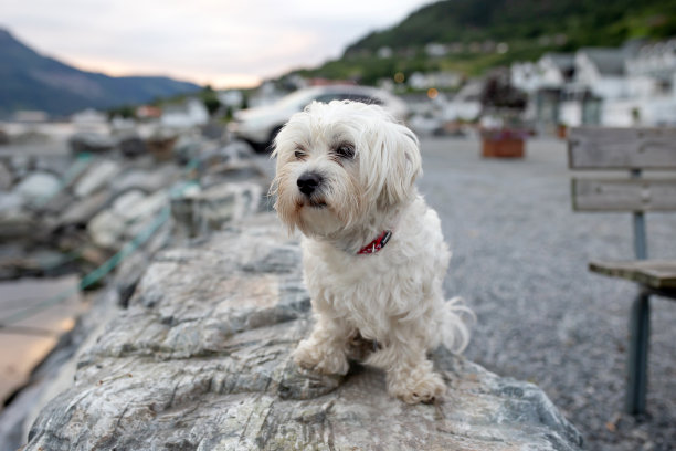 日落时分，一只马耳他狗坐在挪威一个美丽小镇峡湾附近的岩石上图片下载