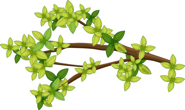 白色背景上孤立的树枝图片下载