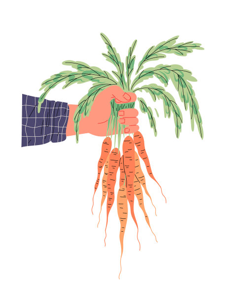 一束新鲜的胡萝卜，手里拿着茎图片下载