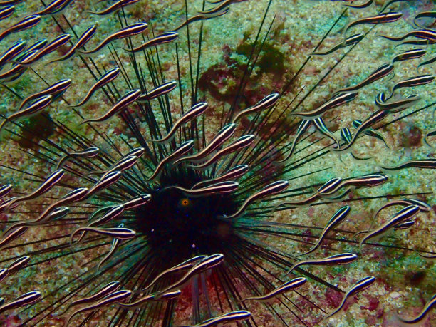 一群猫鱼在一个礁石上图片下载