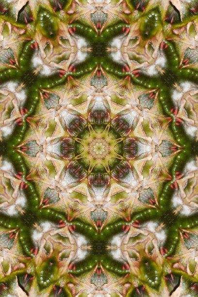 万花筒菠萝图片下载