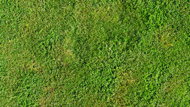 上面是绿油油的草地。不同类型的草组合的草皮场地。图片下载