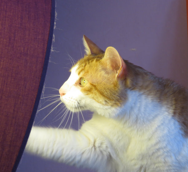 猫看着灯图片下载