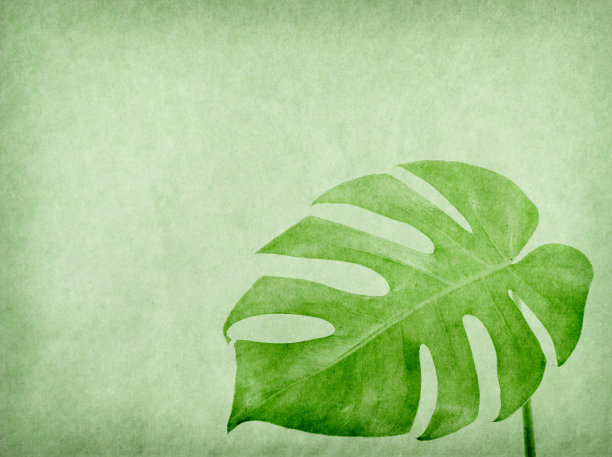 旧纸背景与怪物的叶子边界图片下载