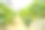 温室里水培农场的草莓图片下载