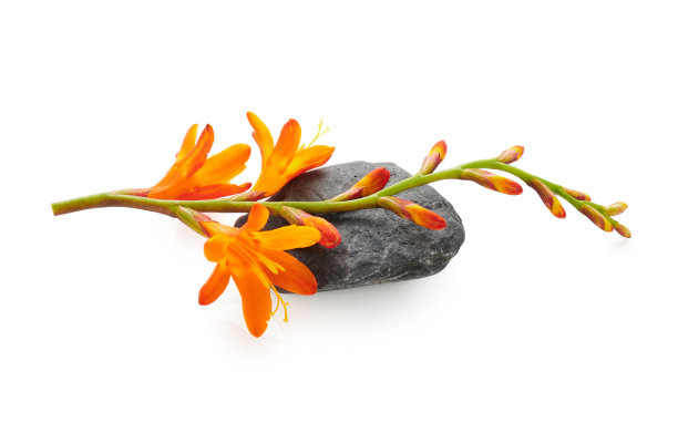 水疗花安排孤立的白色背景图片下载